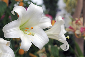 Easter Lilies 300x